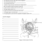 Postlab Questionsdiagram With Regard To Frog Dissection Worksheet Answers