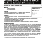 Prairie Food Chains  Webs  Kansas Foundation For Agriculture In Throughout Food Chain Worksheet 5Th Grade