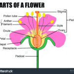 Printable Flower Diagram  Wiring Diagram Center With Regard To Flower Anatomy Worksheet Key