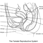 Printables Female Reproductive System Worksheet Lemonlilyfestival Within Female Reproductive System Worksheet