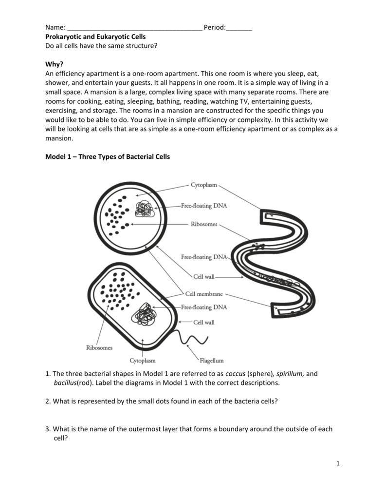 Prokaryote And Eukaryote Worksheet And Prokaryotic And Eukaryotic Cells Worksheet Answers