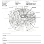 Prokaryotic And Eukaryotic Cells Worksheet Answers  Briefencounters As Well As Organelles In Eukaryotic Cells Worksheet