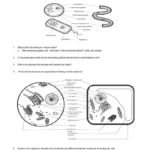 Prokaryotic Eukaryotic Student Practice Or Prokaryotic And Eukaryotic Cells Worksheet Answers