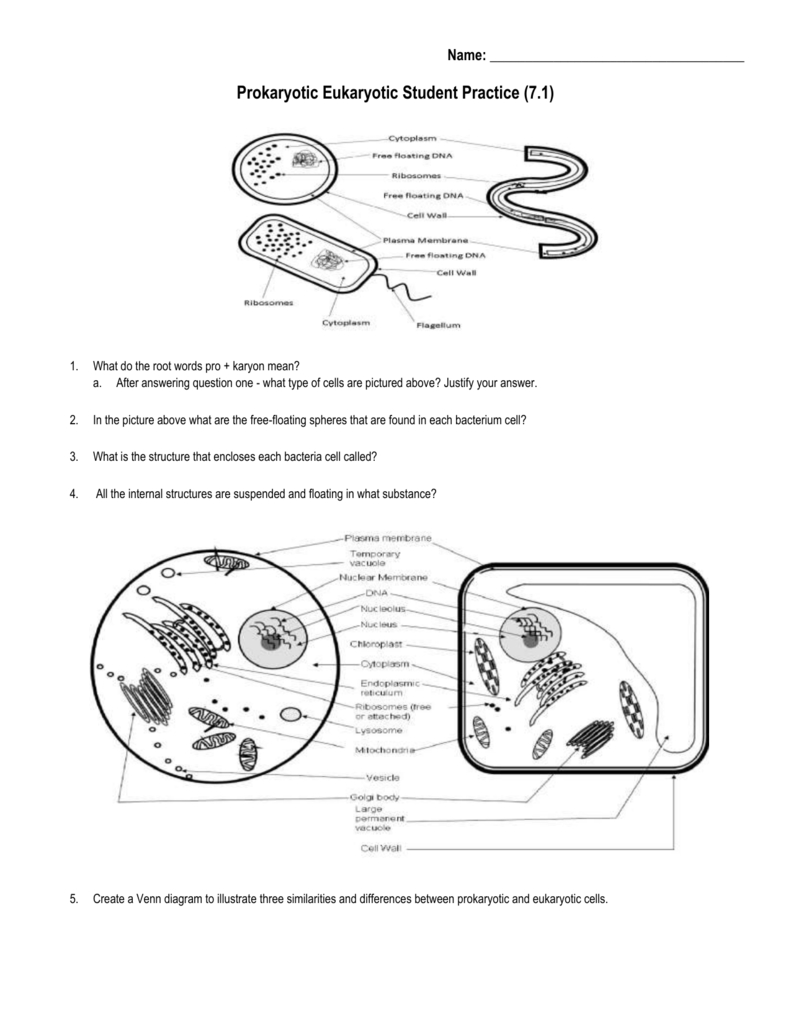 Prokaryotic Eukaryotic Student Practice Or Prokaryotic And Eukaryotic Cells Worksheet Answers