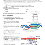 Protein Synthesis  Issaquah Connect Intended For Nucleic Acids And Protein Synthesis Worksheet Answer Key