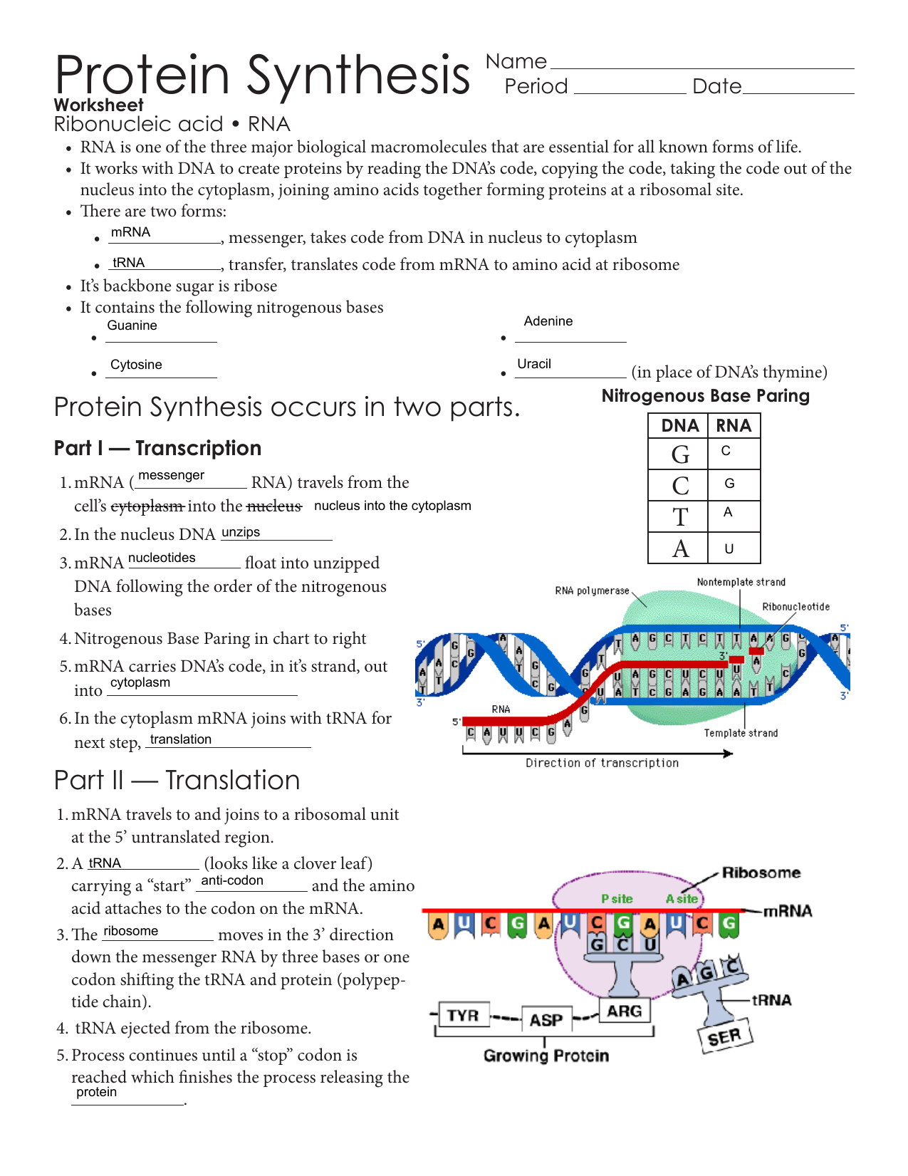Protein Synthesis  Issaquah Connect Within Protein Synthesis Worksheet Answer Key