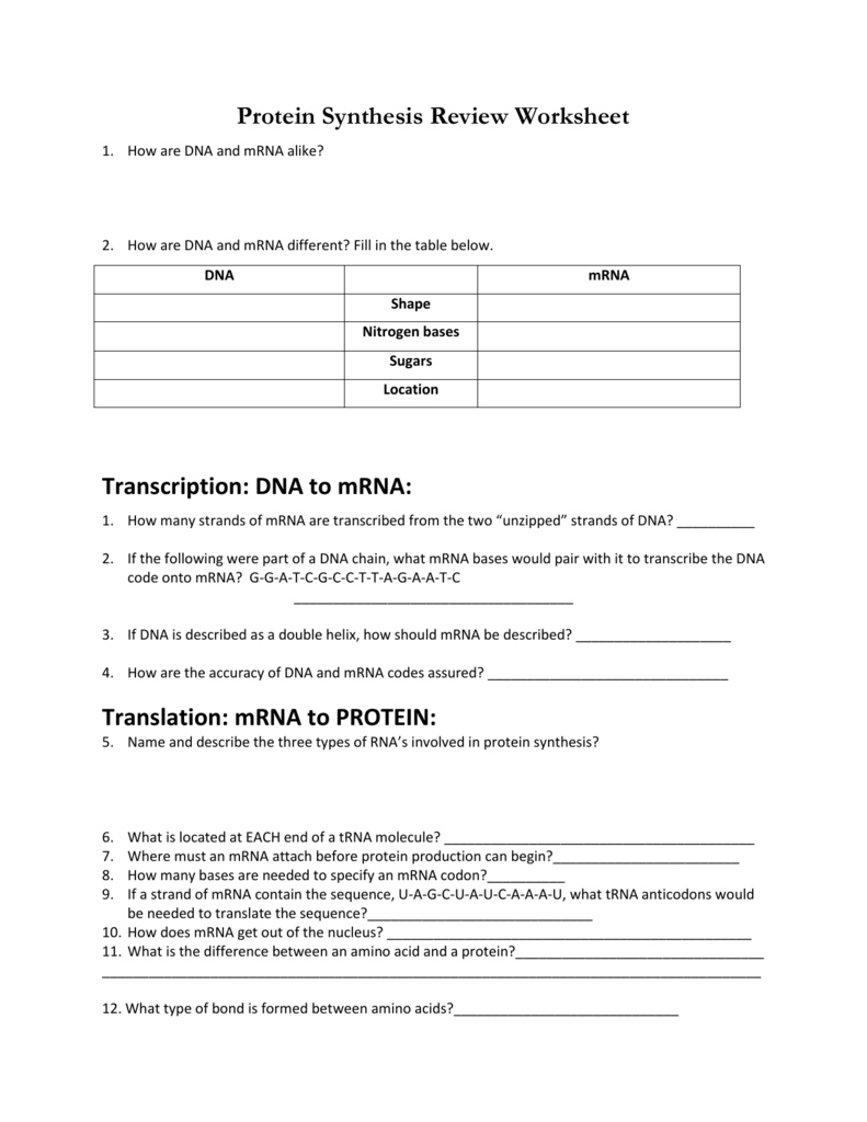 Protein Synthesis Review Worksheet Transcription Dna To Mrna In Protein Synthesis Review Worksheet