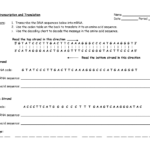 Protein Synthesis Worksheet  Briefencounters Or Translation Practice Worksheet