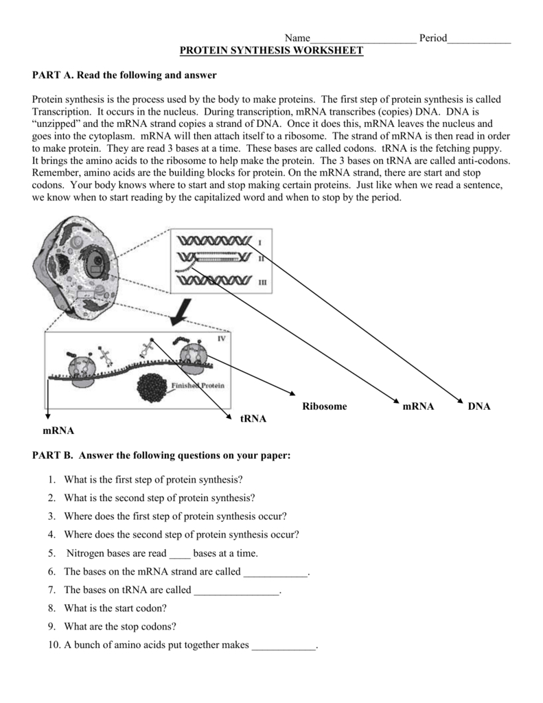 Protein Synthesis Worksheet Pertaining To Protein Synthesis Worksheet Answer Key Part A