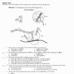 Protein Synthesis Worksheet – Wiring Diagram Regarding Protein Synthesis Worksheet Answer Key Part A