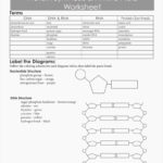 Protein Synthesis Worksheet – Wiring Diagram Within Dna And Protein Synthesis Worksheet Answers