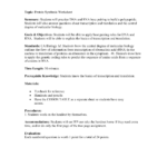 Protein Synthesis Worksheet With Transcription And Translation Worksheet Key