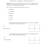 Punnett Square Worksheet 1 As Well As Punnett Square Worksheet 1 Answer Key