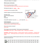 Quiz 9 Review Dna Protein Synthesis And The Cell Cycle Use The Regarding Dna And Protein Synthesis Worksheet Answers