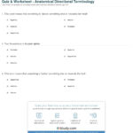 Quiz  Worksheet  Anatomical Directional Terminology  Study Throughout College Anatomy Worksheets