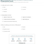Quiz  Worksheet  Chemical Structure Of Nucleic Acids Within Nucleic Acids Worksheet