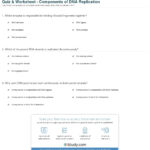 Quiz  Worksheet  Components Of Dna Replication  Study Intended For Dna Worksheet Answers