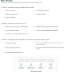 Quiz  Worksheet  Elements Of Dna  Complementary Base Pairing In Dna Base Pairing Worksheet Answer Key