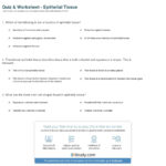 Quiz  Worksheet  Epithelial Tissue  Study Also Tissue Worksheet Answers