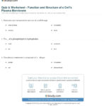 Quiz  Worksheet  Function And Structure Of A Cell's Plasma Together With Membrane Structure And Function Worksheet