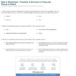 Quiz  Worksheet  Function  Structure Of Vascular Tissue In Plants Inside Plant Structure And Function Worksheet Answers