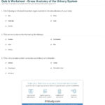 Quiz  Worksheet  Gross Anatomy Of The Urinary System  Study Throughout Urinary System Activity Worksheet