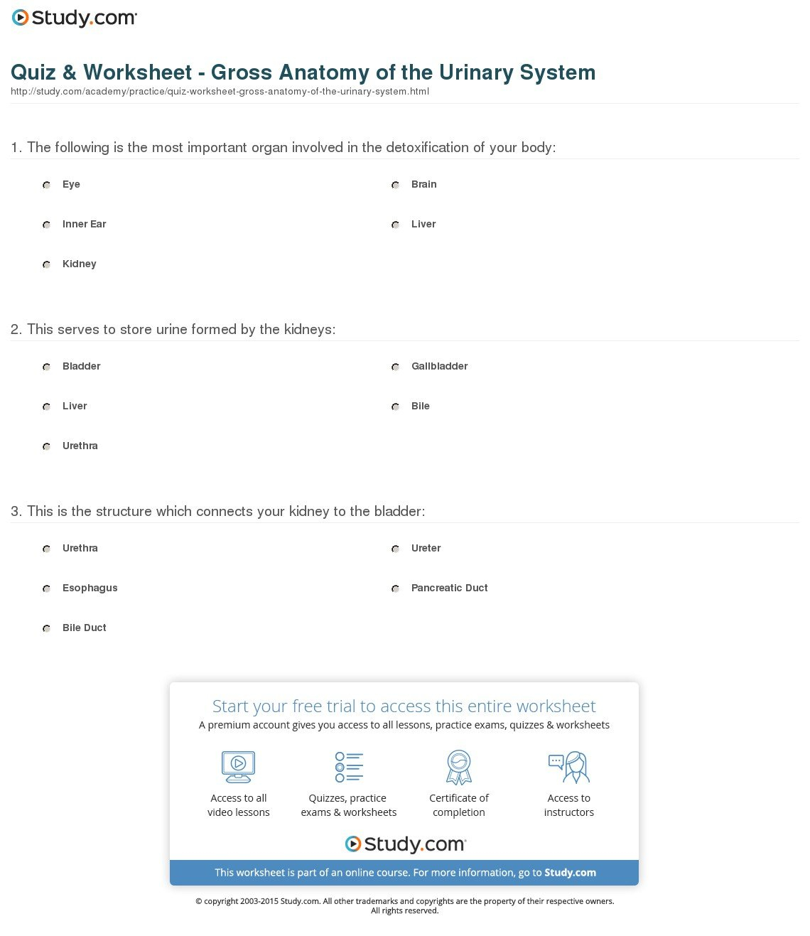Quiz  Worksheet  Gross Anatomy Of The Urinary System  Study Throughout Urinary System Activity Worksheet