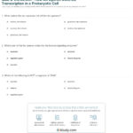 Quiz  Worksheet  How An Operon Controls Transcription In A For Control Of Gene Expression In Prokaryotes Worksheet Answers