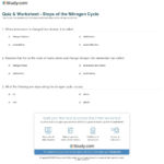 Quiz  Worksheet  Steps Of The Nitrogen Cycle  Study Also Nitrogen Cycle Worksheet Answers