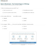 Quiz  Worksheet  The Central Dogma Of Biology  Study With Regard To Virtual Lab Dna And Genes Worksheet