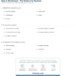 Quiz  Worksheet  The Endocrine System  Study Regarding Endocrine System Worksheet