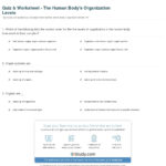 Quiz  Worksheet  The Human Body's Organization Levels  Study As Well As Levels Of Organization Worksheet Answers