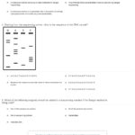 Quiz  Worksheet  The Sanger Method Of Dna Sequencing  Study With Sequences Practice Worksheet