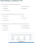 Quiz  Worksheet  Transduction In Cells  Study As Well As Signal Transduction Pathways Worksheet