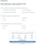 Quiz  Worksheet  Using A Light Microscope  Study For Parts Of A Microscope Worksheet Answers