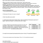 Raft Activity Guidelines Together With Enzyme Practice Worksheet