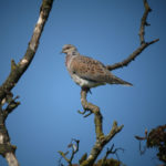 Rare Breeding Birds Panel Regarding British Bird List Spreadsheet