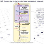 Regulation Of Eukaryotic Gene Expression Key Concepts In Expression As Well As Gene Regulation And Expression Worksheet Answers
