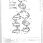 Replication Paintings Search Result At Paintingvalley In Dna Replication Worksheet Answer Key