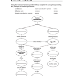 Reproconceptmap In Skills Worksheet Concept Mapping Answers