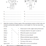 Reproductive System Worksheet For Plant Reproduction Worksheet