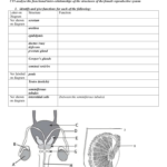 Reproductive System Worksheets Also Female Reproductive System Worksheet