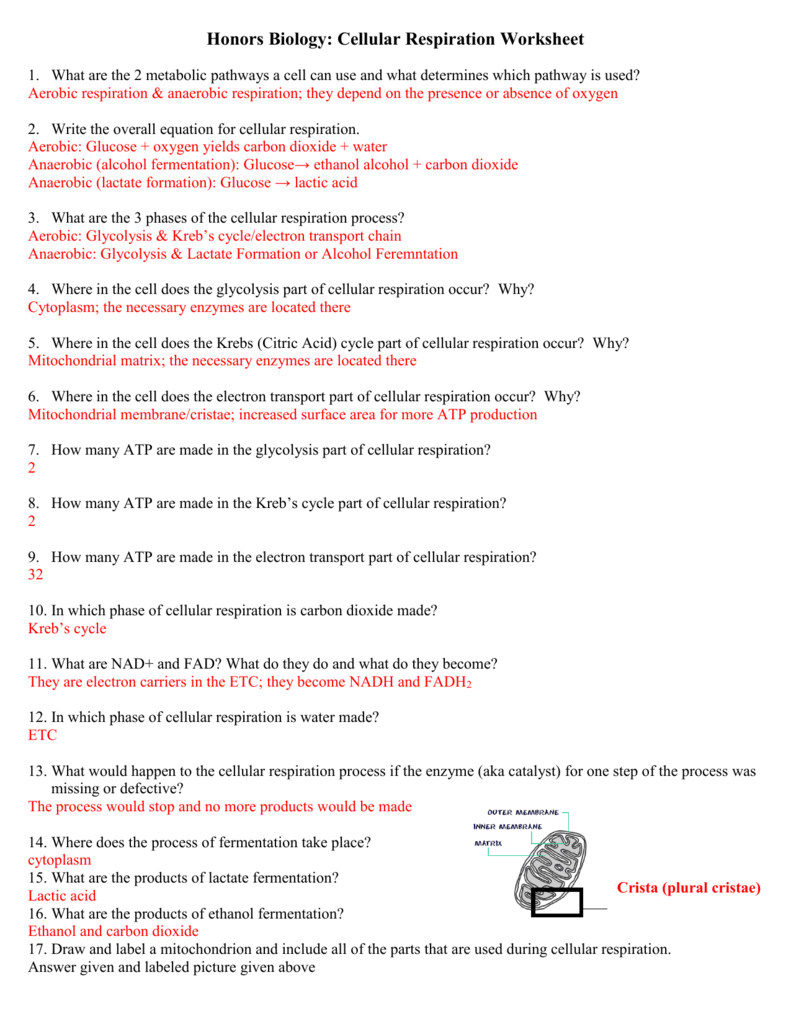 Respiration Worksheet Throughout Cellular Respiration Worksheet Answers