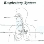 Respiratory System Activities And Respiratory System Worksheet