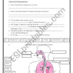 Respiratory System  Esl Worksheetihusan Within Respiratory System Worksheet