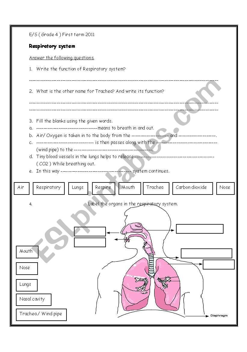 Respiratory System  Esl Worksheetihusan Within Respiratory System Worksheet