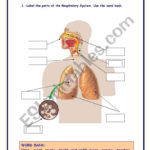Respiratory System  Esl Worksheetrefuerzo For Respiratory System Worksheet