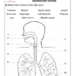 Respiratory System Interactive Worksheet With Respiratory System Worksheet