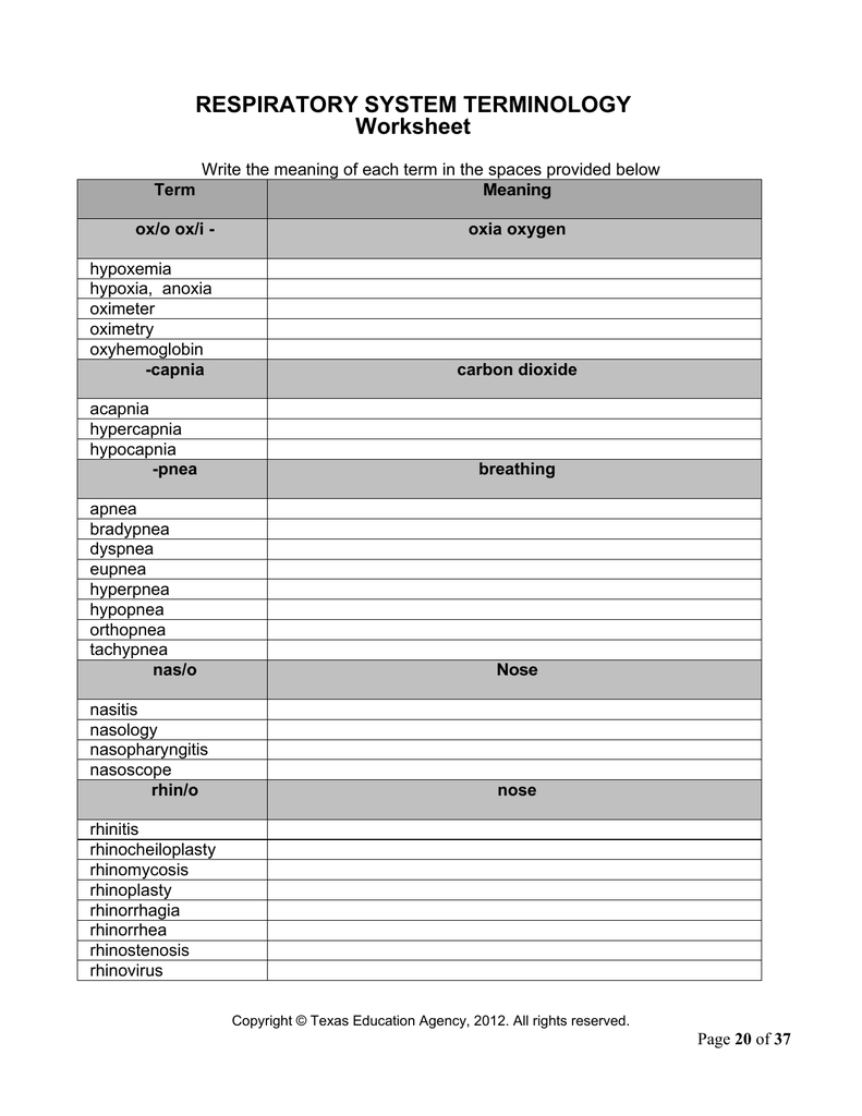 Respiratory System Terminology Worksheet Within Respiratory System Medical Terminology Worksheet