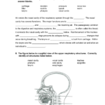 Respiratory System Worksheet Along With Respiratory System Worksheet
